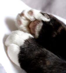 tired paws