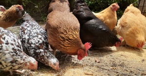 Faucher Family Farms Chickens